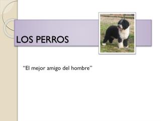 LOS PERROS