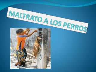 MALTRATO A LOS PERROS