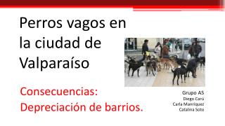 Perros vagos en la ciudad de Valparaíso