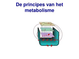 De principes van het metabolisme