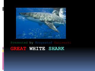 Great white shark