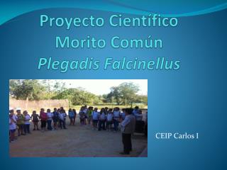 Proyecto Científico Morito Común Plegadis Falcinellus