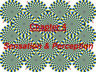 Chapter 4 Sensation &amp; Perception