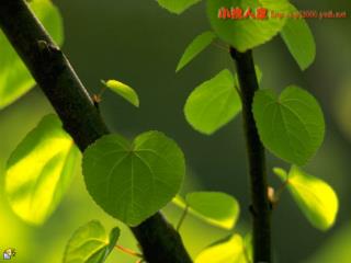 作者： 朱自清 执教：吴帮兰