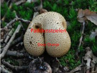 Paddenstoelen