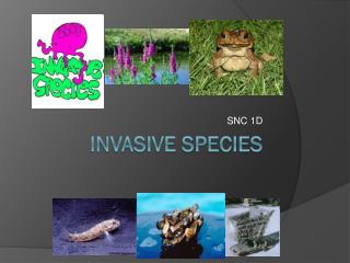 Invasive species