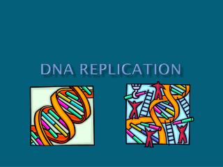 DNA replication