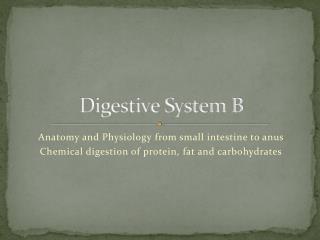 Digestive System B