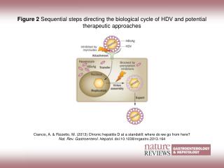 Ciancio, A. &amp; Rizzetto, M. (2013) Chronic hepatitis D at a standstill: where do we go from here?