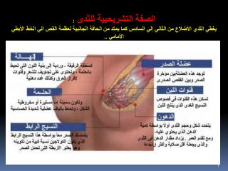 A =القناة اللبنيه