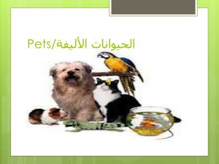 Pets/ الحيوانات الأليفة