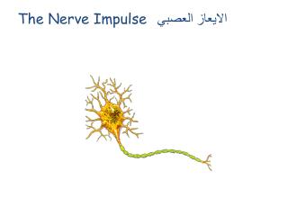 الايعاز العصبي The Nerve Impulse