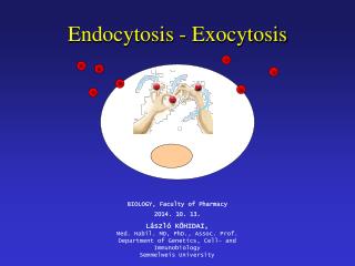 Endocytosis - Exocytosis