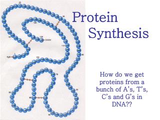 Protein 			Synthesis