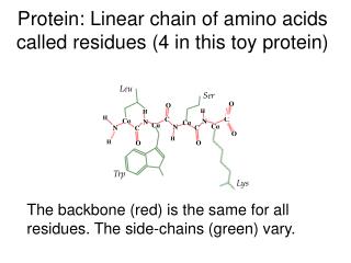 Protein: Linear chain of amino acids called residues (4 in this toy protein)