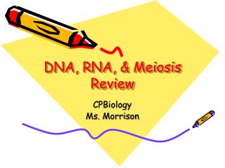 DNA, RNA, &amp; Meiosis Review