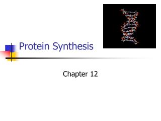 Protein Synthesis