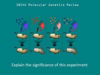 SBI4U Molecular Genetics Review