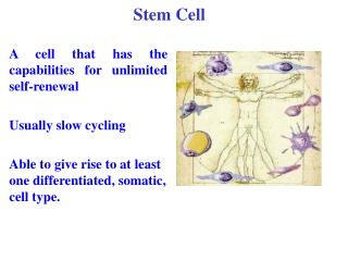 A cell that has the capabilities for unlimited self-renewal Usually slow cycling