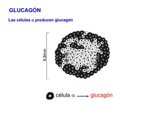 célula a