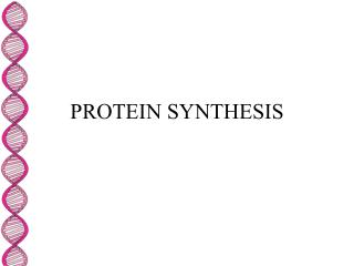 PROTEIN SYNTHESIS