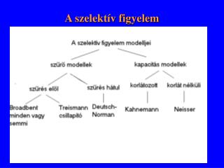 A szelektív figyelem