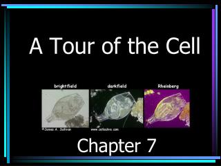 A Tour of the Cell