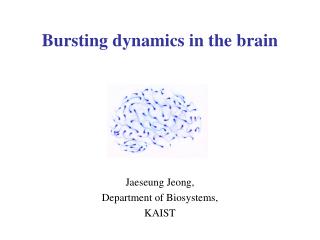 Bursting dynamics in the brain