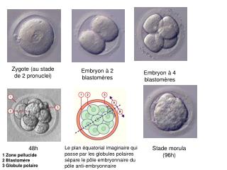 Zygote (au stade de 2 pronuclei)