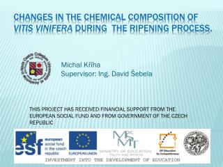 Changes in the chemical composition of Vitis vinifera during the ripening process.