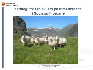 Strategi for tap av lam på utmarksbeite i Sogn og Fjordane