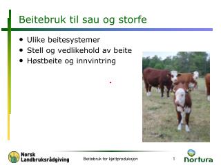 Beitebruk til sau og storfe