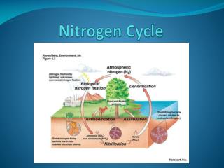 Nitrogen Cycle