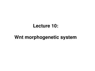 Lecture 10: Wnt morphogenetic system