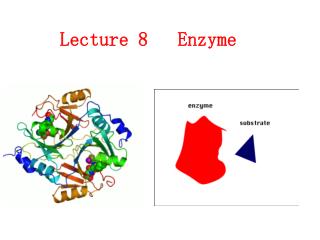 Lecture 8 Enzyme