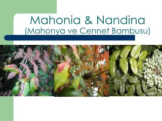 Mahonia &amp; Nandina (Mahonya ve Cennet Bambusu)