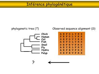 Inférence phylogénétique