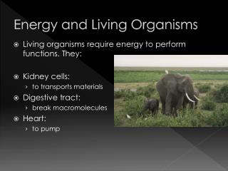 Energy and Living Organisms