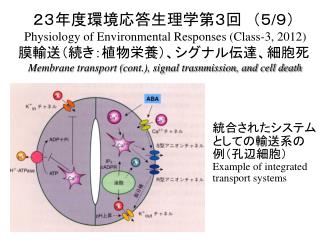 統合されたシステムとしての輸送系の例（孔辺細胞） Example of integrated transport systems