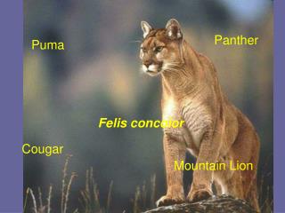 Puma