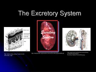 The Excretory System