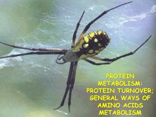 PROTEIN METABOLISM: PROTEIN TURNOVER; GENERAL WAYS OF AMINO ACIDS METABOLISM