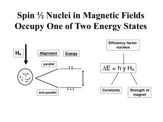 Spin ½ Nuclei in Magnetic Fields Occupy One of Two Energy States