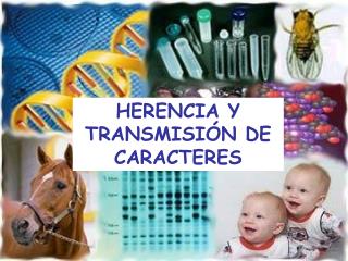 HERENCIA Y TRANSMISIÓN DE CARACTERES