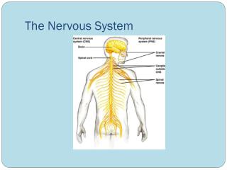 The Nervous System