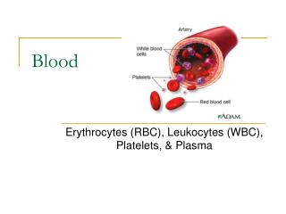 Blood