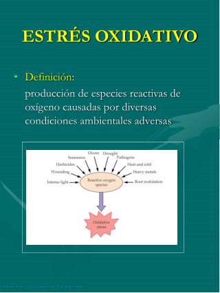 ESTRÉS OXIDATIVO