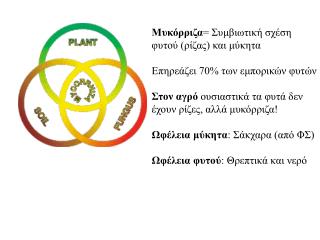 Μυκόρριζα = Συμβιωτική σχέση φυτού (ρίζας) και μύκητα Επηρεάζει 70% των εμπορικών φυτών