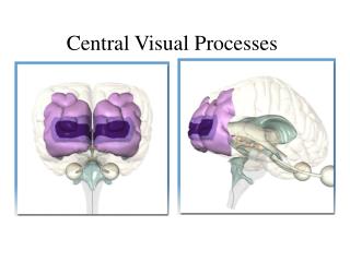 Central Visual Processes