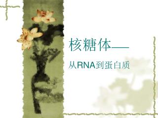 核糖体 —— 从 RNA 到蛋白质